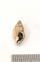 FileNo.138-bon00079.jpg