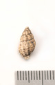 FileNo.138-bon00080.jpg
