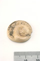 FileNo.138-bon00084.jpg