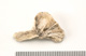 FileNo.138-bon00085.jpg