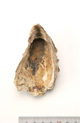 FileNo.138-bon00092.jpg