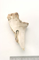 FileNo.138-bon00096.jpg