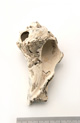 FileNo.138-bon00098.jpg