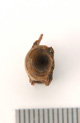 FileNo.138-bon00101.jpg