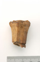 FileNo.138-bon00111.jpg