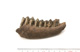 FileNo.138-bon00130.jpg