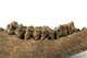 FileNo.138-bon00134.jpg