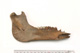 FileNo.138-bon00138.jpg