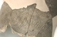 FileNo.138-dok00828.jpg