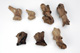 FileNo.138-hor01026.jpg