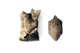 FileNo.145-151.jpg