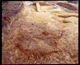 FileNo.152-019.jpg