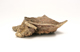 FileNo.152-094.jpg