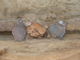 FileNo.161-045.jpg