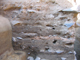 FileNo.161-046.jpg