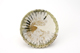 FileNo.161-135.jpg