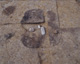 FileNo.147-032.jpg