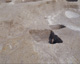 FileNo.147-074.jpg