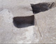 FileNo.147-076.jpg