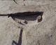 FileNo.147-299.jpg