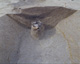 FileNo.147-311.jpg