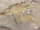 FileNo.155-019.jpg