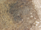 FileNo.155-026.jpg