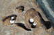 FileNo.155-030.jpg