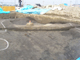 FileNo.156-052.jpg