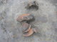 FileNo.156-059.jpg