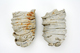 FileNo.151-222.jpg