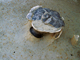 FileNo.158-041.jpg