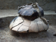 FileNo.154-049.jpg