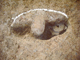 FileNo.162-034.jpg