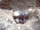 FileNo.162-042.jpg