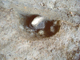 FileNo.162-043.jpg