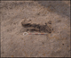 FileNo.157-009.jpg