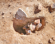FileNo.164-138.jpg