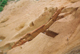 FileNo.170-008.jpg