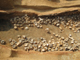 FileNo.170-015.jpg