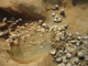 FileNo.170-017.jpg