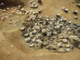 FileNo.170-018.jpg