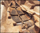 FileNo.170-033.jpg