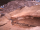 FileNo.169-032.jpg