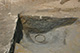 FileNo.171-447.jpg