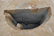 FileNo.171-529.jpg