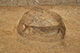 FileNo.171-337.jpg