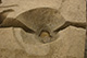 FileNo.171-361.jpg