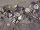 FileNo.173-059.jpg