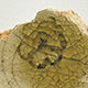 FileNo.173-599.jpg